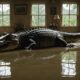 crocodile enters flooded home