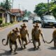 monkey attacks in bekasi