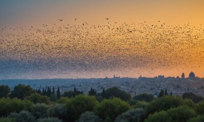 starling migration to israel