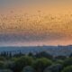 starling migration to israel