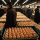 chicken egg price trends