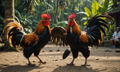 cockfighting tradition in bali