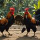 cockfighting tradition in bali