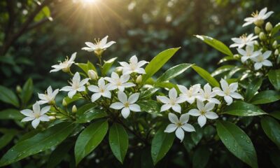 health benefits of jasmine