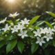 health benefits of jasmine