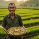 javanese farmer finds gold