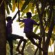 teenager steals bananas boldly